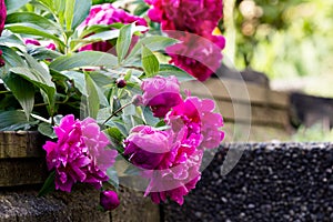 Dark pink peony flowers bloom in the garden