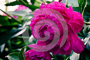 Dark pink peony flowers bloom in the garden