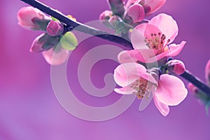 Dark pink petal macro