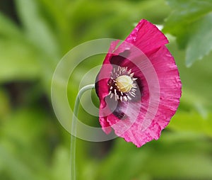 Dark Pink Poppy Or Papaver Species In Bloom