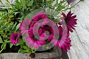 Dark, pink purple daisy flower pot