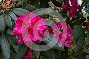 Dark pink rhododendron flowering bush in the garden