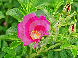 Dark pink Rosa gallica shrub flowers