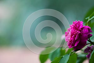 Dark Pink Rose Against Blue Green Background