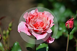 Dark Pink Rose Blooming in a Rose Garden