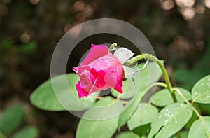 Dark pink rose bud in garden, blurred background