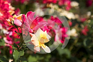 Dark Pink Rose Bush