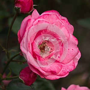 A dark pink rose closeup