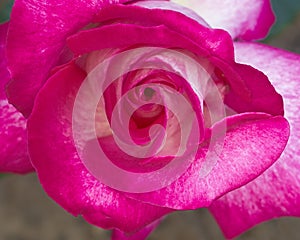 Dark pink rose closeup