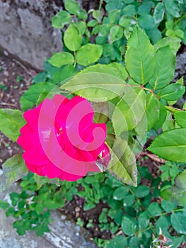 Dark pink rose flower  with dark leaves closeup photo