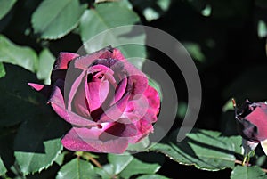 Dark pink rose glistening with waterdrops in the sun