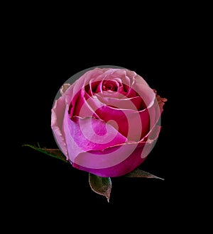 Dark pink rose with green leaves on black background