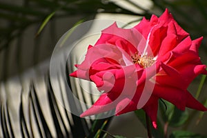 A dark pink rose in home garden