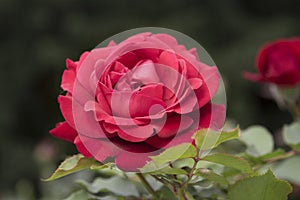 Dark pink rose