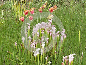 Dark Pink Sarracenia or pitcher plant