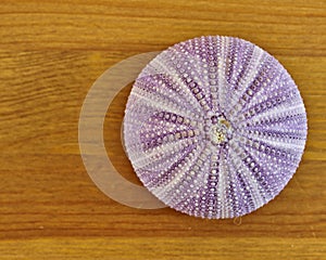 Dark pink sea urchin closeup