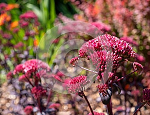 Dark pink sedum flower Hylotelephium `Red Cauli` in a flower bed. Photographed at a garden in Woking, Surrey, UK