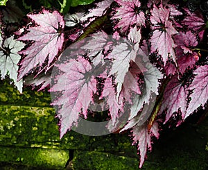 Dark Pink And Silver Begonia Leaves