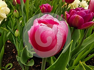 A dark pink tulip on a bed of green leaves. The festival of tulips on Elagin Island in St. Petersburg