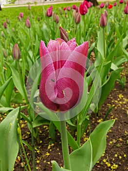 A dark pink tulip in a flower bed.The festival of tulips on Elagin Island in St. Petersburg