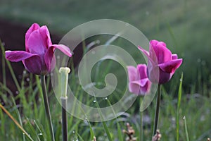 Dark pink tulips in the grass