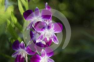 Dark pink and white orchid flowers for natural backdrop