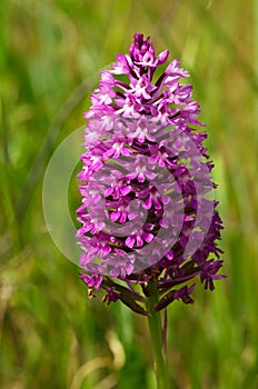 Dark pink wild Pyramidal Orchid inflorescence - Anacamptis pyramidalis