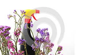 Dark Plastic Bottles on white background with dried flower kermek. Ecological detergents for cleaning. Product mockup