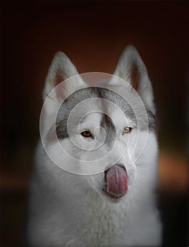 Dark portrait of a Siberian husky dog Beautiful woman breed Siberian husky