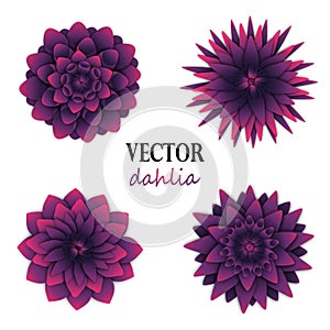 Dark puple dahlias collection.