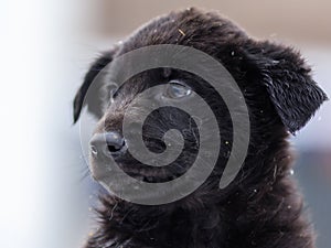 Dark puppy mixed-breed dog close up