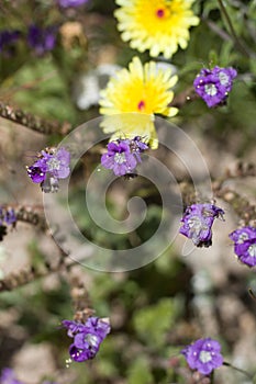 PHACELIA CRENULATA - TWENTYNINE PALMS - 041120 B photo