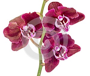 Dark purple branch orchid flowers with green leaves