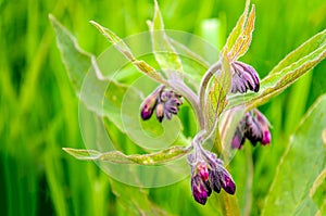 Dark purple budding and blossoming common comfrey from close