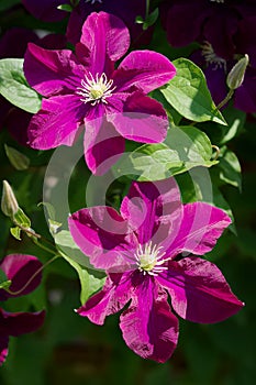 Dark purple clematis flowers blooming in the garden in sunlight.