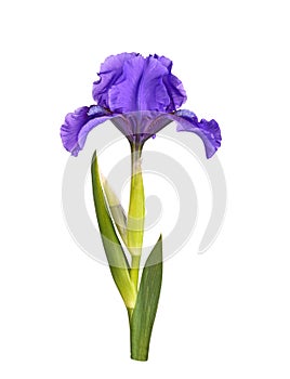 Dark purple flower of a dwarf bearded iris isolated photo