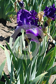 Dark purple flower of Iris germanica