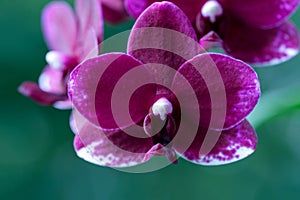Dark purple flower orchid phalaenopsis