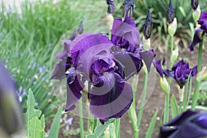 Dark purple flowers of Iris germanica