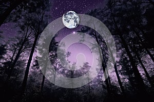 dark purple forest at night, with moon and stars in the sky
