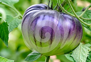 Dark purple and green Sart Roloise tomato growing in a kitchen garden