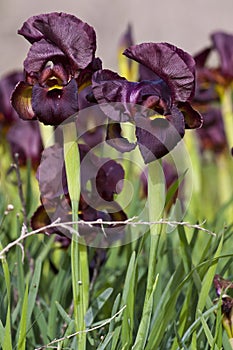 Dark Purple Iris