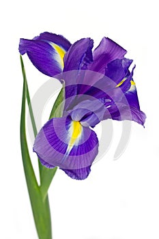 Dark purple iris flower