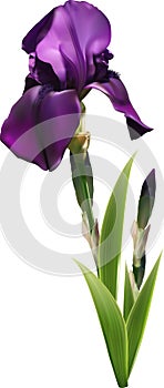 Dark purple iris flower