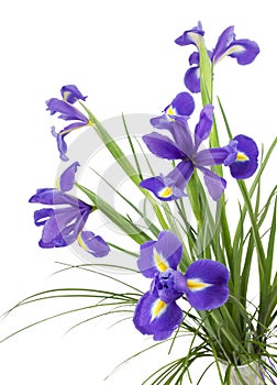 Dark purple iris flowers