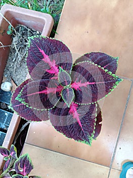 Dark Purple leaves plants Kingswood Torch leaf top view in a backyard garden