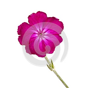 Dark purple Lychnis or rose campion flower isolated against whit