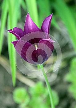 Dark purple opened bud with goldish stamens closeup