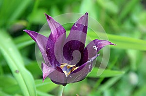 Dark purple opened bud with goldish stamens closeup photo