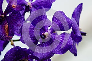 Dark purple orchid blossom close up with blured light blue